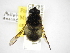  (Mallota anniae - INBIOCRI002572063)  @14 [ ] Copyright (2012) M. Zumbado Instituto Nacional de Biodiversidad