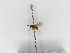  ( - INB0003040092)  @11 [ ] Copyright (2012) Braulio Hernandez Instituto Nacional de Biodiversidad