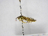  ( - INB0003046697)  @13 [ ] Copyright (2012) Braulio Hernandez Instituto Nacional de Biodiversidad