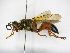  ( - INB0003094686)  @11 [ ] Copyright (2012) Braulio Hernandez Instituto Nacional de Biodiversidad