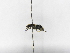  ( - INB0003159641)  @11 [ ] Copyright (2012) Braulio Hernandez Instituto Nacional de Biodiversidad