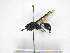 ( - INB0003175696)  @13 [ ] Copyright (2012) Braulio Hernandez Instituto Nacional de Biodiversidad