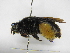  ( - INB0003358476)  @11 [ ] Copyright (2012) Braulio Hernandez Instituto Nacional de Biodiversidad