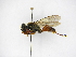  ( - INB0003371824)  @11 [ ] Copyright (2012) Braulio Hernandez Instituto Nacional de Biodiversidad