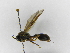  (Polybia flavitincta - INB0003373698)  @13 [ ] Copyright (2012) Braulio Hernandez Instituto Nacional de Biodiversidad