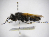 (Sphex caliginosa - INB0003457225)  @14 [ ] Copyright (2012) Braulio Hernandez Instituto Nacional de Biodiversidad