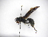  ( - INB0003485228)  @13 [ ] Copyright (2012) Braulio Hernandez Instituto Nacional de Biodiversidad