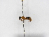  (Ephuta cf. sp27 - INB0003494934)  @11 [ ] Copyright (2012) Braulio Hernandez Instituto Nacional de Biodiversidad
