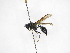  ( - INB0003715307)  @12 [ ] Copyright (2012) Braulio Hernandez Instituto Nacional de Biodiversidad