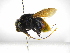  ( - INB0003738915)  @14 [ ] Copyright (2012) Braulio Hernandez Instituto Nacional de Biodiversidad