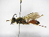  (Sphex dorsalis - INB0003838389)  @13 [ ] Copyright (2012) Braulio Hernandez Instituto Nacional de Biodiversidad