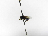  ( - INB0003848152)  @11 [ ] Copyright (2012) Braulio Hernandez Instituto Nacional de Biodiversidad