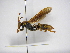  ( - INB0003862863)  @11 [ ] Copyright (2012) Braulio Hernandez Instituto Nacional de Biodiversidad