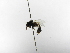  ( - INB0003882367)  @11 [ ] Copyright (2012) Braulio Hernandez Instituto Nacional de Biodiversidad