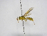  ( - INB0003930757)  @13 [ ] Copyright (2012) Braulio Hernandez Instituto Nacional de Biodiversidad