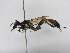  ( - INB0003959360)  @11 [ ] Copyright (2012) Braulio Hernandez Instituto Nacional de Biodiversidad