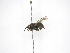  (Chartergellus atectus - INB0003987659)  @13 [ ] Copyright (2012) Braulio Hernandez Instituto Nacional de Biodiversidad