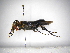  ( - INB0004084345)  @11 [ ] Copyright (2012) Braulio Hernandez Instituto Nacional de Biodiversidad