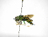  ( - INB0004154464)  @11 [ ] Copyright (2012) Braulio Hernandez Instituto Nacional de Biodiversidad