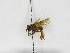  ( - INB0004154773)  @11 [ ] Copyright (2012) Braulio Hernandez Instituto Nacional de Biodiversidad