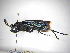  ( - INBIOCRI000004989)  @11 [ ] Copyright (2012) Braulio Hernandez Instituto Nacional de Biodiversidad