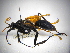  ( - INBIOCRI000213595)  @11 [ ] Copyright (2012) Braulio Hernandez Instituto Nacional de Biodiversidad