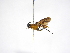  (Capitonius Malaise3514 - INBIOCRI000475509)  @12 [ ] Copyright (2012) B. Hernandez Instituto Nacional de Biodiversidad