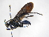  (Pepsis montezuma - INBIOCRI000626411)  @11 [ ] Copyright (2012) Braulio Hernandez Instituto Nacional de Biodiversidad