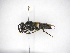  (Sphex tinctipennis - INBIOCRI000668898)  @14 [ ] Copyright (2012) Braulio Hernandez Instituto Nacional de Biodiversidad