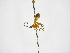  ( - INBIOCRI000706116)  @11 [ ] Copyright (2012) B. Hernandez Instituto Nacional de Biodiversidad