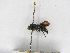  (Ephuta cf. triangularis - INBIOCRI000739087)  @11 [ ] Copyright (2012) Braulio Hernandez Instituto Nacional de Biodiversidad