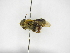  ( - INBIOCRI000744883)  @11 [ ] Copyright (2012) Braulio Hernandez Instituto Nacional de Biodiversidad