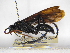  ( - INBIOCRI000752911)  @11 [ ] Copyright (2012) Braulio Hernandez Instituto Nacional de Biodiversidad