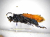  (Pepsis terminata - INBIOCRI000757605)  @11 [ ] Copyright (2012) Braulio Hernandez Instituto Nacional de Biodiversidad