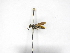  ( - INBIOCRI000815343)  @11 [ ] Copyright (2012) Braulio Hernandez Instituto Nacional de Biodiversidad