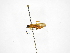  ( - INBIOCRI000933579)  @11 [ ] Copyright (2012) B. Hernandez Instituto Nacional de Biodiversidad