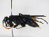  ( - INBIOCRI000957939)  @11 [ ] Copyright (2012) Braulio Hernandez Instituto Nacional de Biodiversidad