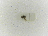  ( - INBIOCRI000969331)  @11 [ ] Copyright (2012) Braulio Hernandez Instituto Nacional de Biodiversidad