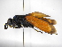  ( - INBIOCRI000982109)  @11 [ ] Copyright (2012) Braulio Hernandez Instituto Nacional de Biodiversidad