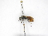  (Timulla aerolla - INBIOCRI000982524)  @11 [ ] Copyright (2012) Braulio Hernandez Instituto Nacional de Biodiversidad