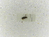  ( - INBIOCRI001161071)  @11 [ ] Copyright (2012) Braulio Hernandez Instituto Nacional de Biodiversidad