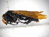  ( - INBIOCRI001371006)  @11 [ ] Copyright (2012) Braulio Hernandez Instituto Nacional de Biodiversidad