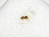  (Ephuta approximata - INBIOCRI001696918)  @11 [ ] Copyright (2012) Braulio Hernandez Instituto Nacional de Biodiversidad