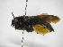  ( - INBIOCRI001717074)  @11 [ ] Copyright (2012) Braulio Hernandez Instituto Nacional de Biodiversidad