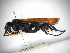  ( - INBIOCRI001766126)  @11 [ ] Copyright (2012) Braulio Hernandez Instituto Nacional de Biodiversidad