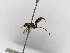 (Polybia bribri - INBIOCRI001772572)  @13 [ ] Copyright (2012) Braulio Hernandez Instituto Nacional de Biodiversidad