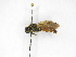  (Timulla cf. simplex - INBIOCRI001819990)  @11 [ ] Copyright (2012) Braulio Hernandez Instituto Nacional de Biodiversidad