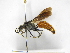  ( - INBIOCRI001846346)  @11 [ ] Copyright (2012) Braulio Hernandez Instituto Nacional de Biodiversidad