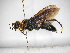  ( - INBIOCRI001919411)  @11 [ ] Copyright (2012) Braulio Hernandez Instituto Nacional de Biodiversidad