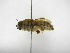  ( - INBIOCRI001947515)  @11 [ ] Copyright (2012) Braulio Hernandez Instituto Nacional de Biodiversidad
